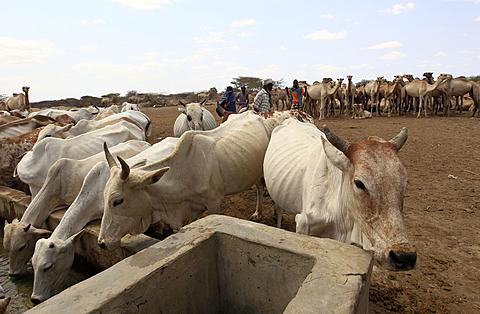 Somalia